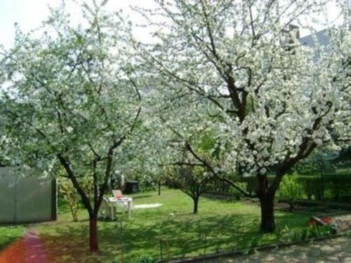 un grupo de árboles con flores blancas en un parque en Haus in Budapest mit großem Garten für Familien und Hund en Budapest