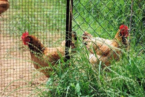 two chickens are standing behind a fence at Schöne Wohnung in Venedig mit Garten und Grill - b57251 in Tessera
