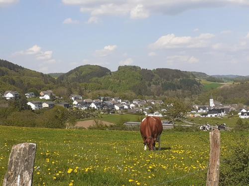 a brown horse grazing in a field of flowers at Ferienwohnungen Sternenhimmel WHG 1 in Medebach
