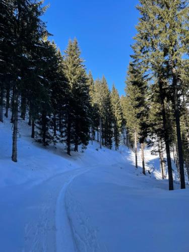 a snow covered path in a forest with trees at Maso Giulia in Pieve Tesino