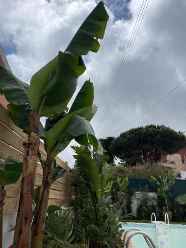 a large green banana tree next to a pool at Retreat Villa, Full Amenities, up to 40ppl in Lisbon