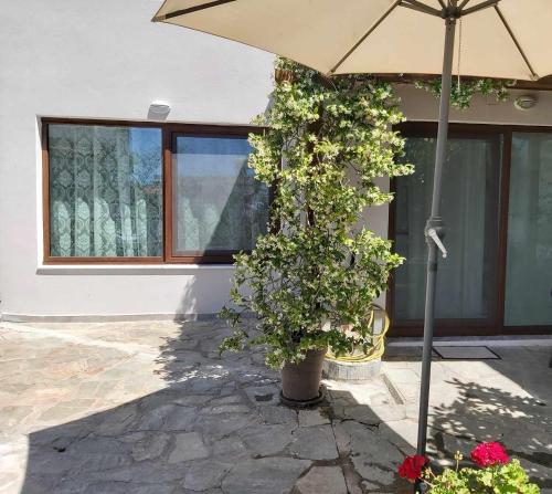 parasol i roślina przed budynkiem w obiekcie Ermionis home w mieście Palaión Tsiflíkion