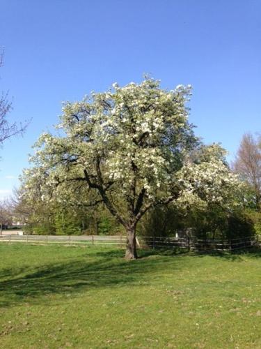 a tree with white flowers on it in a field at Op Geneijgen in Grathem