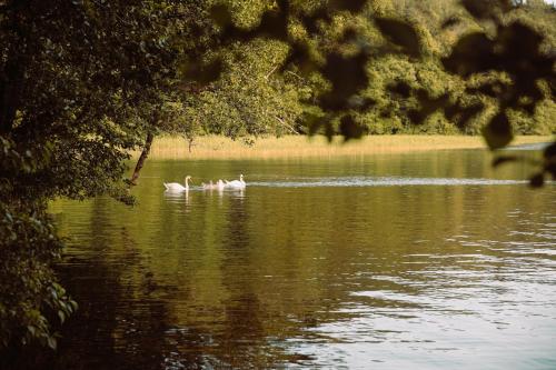 Trois cygnes nagent dans un lac dans l'établissement Chatki Dwa Żurawie, à Wiżajny