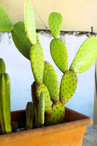 a green cactus in a pot on a table at La Terrazza sul Tempio in Brindisi