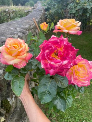 a person holding up a pink and yellow rose at La Cabaña del Arroyo Pasiego in Selaya