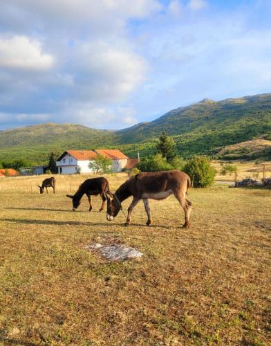 Άλλα ζώα σε αυτή η παραθεριστική κατοικία ή στη γύρω περιοχή