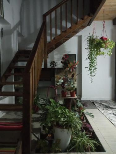 een trap met potplanten in een kamer bij apartment camfort small in Tasjkent
