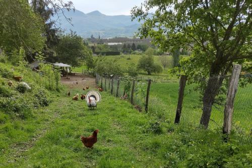 a group of chickens in a field with a fence at Les deux sources in Saint-Laurent-en-Royans