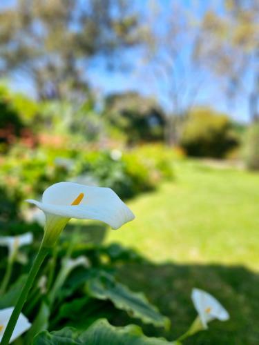 a white flower sitting on top of a green field at The Barn, Nungurner in Nungurner