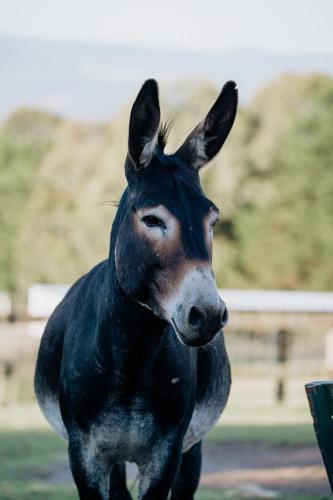 a black dog is standing in the grass at Galahad's Animal Sanctuary B&B in Gisborne