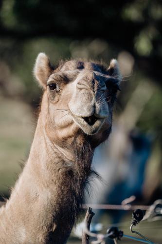 a camel is looking up at the camera at Galahad's Animal Sanctuary B&B in Gisborne
