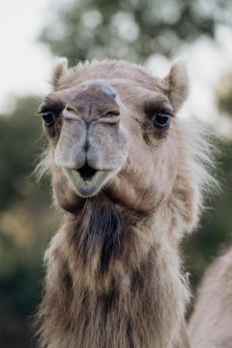 a close up of a camel looking at the camera at Galahad's Animal Sanctuary B&B in Gisborne