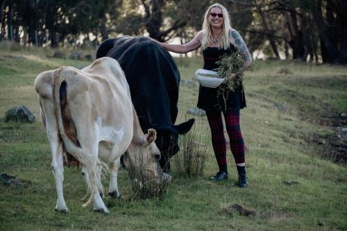 a woman standing next to a cow in a field at Galahad's Animal Sanctuary B&B in Gisborne