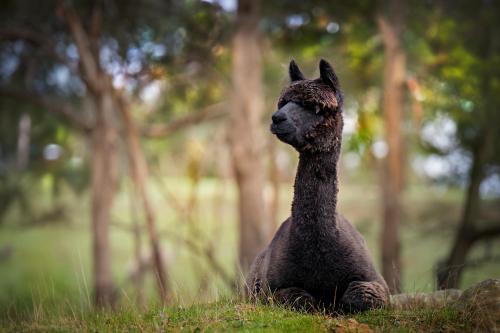 a black llama sitting in the grass at Galahad's Animal Sanctuary B&B in Gisborne