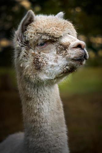 a close up of the head of an ostrich at Galahad's Animal Sanctuary B&B in Gisborne