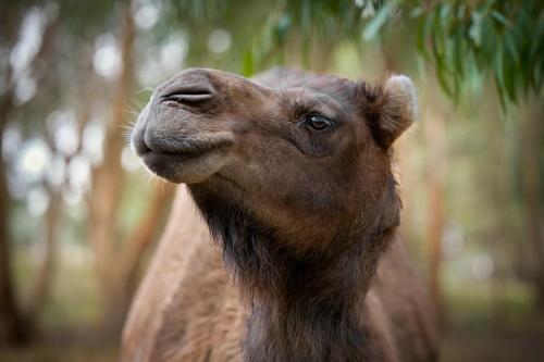 Gallery image of Galahad's Animal Sanctuary B&B in Gisborne