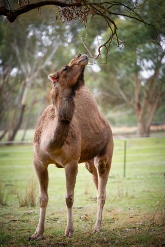 a dog standing on its hind legs looking up at a tree at Galahad's Animal Sanctuary B&B in Gisborne