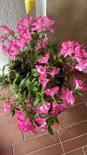 a bunch of pink flowers in a pot on a brick floor at B&B Happy Days Affittacamere in Sirmione