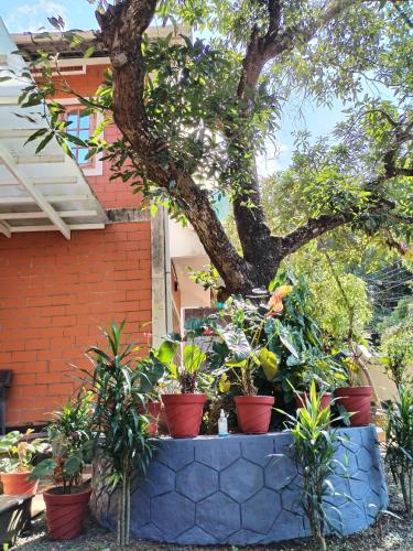 a bunch of potted plants in front of a tree at Sweet home in Kottayam