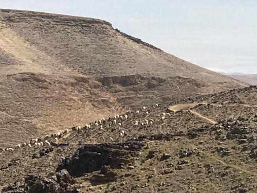 a herd of animals walking down a hill at סוויטות עין השמש eye sun in Arad