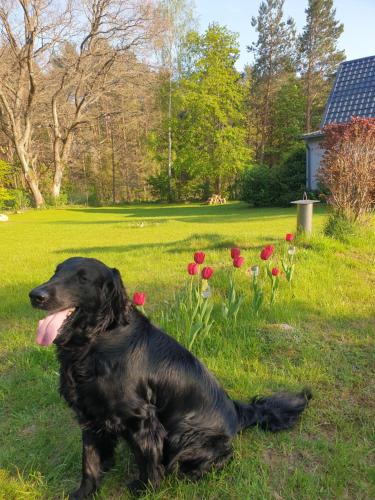 a black dog sitting in the grass next to flowers at Siedlisko na Ustroniu in Sasino