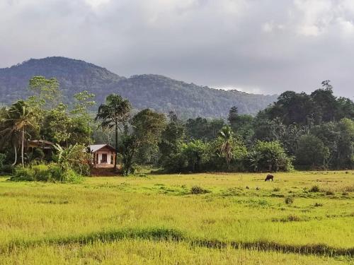 a house in the middle of a field with a horse in the distance at Serenity Retreat Sinharaja in Deniyaya
