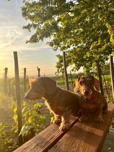 a brown dog sitting on a wooden bench at HutiFeri apartman in Siófok