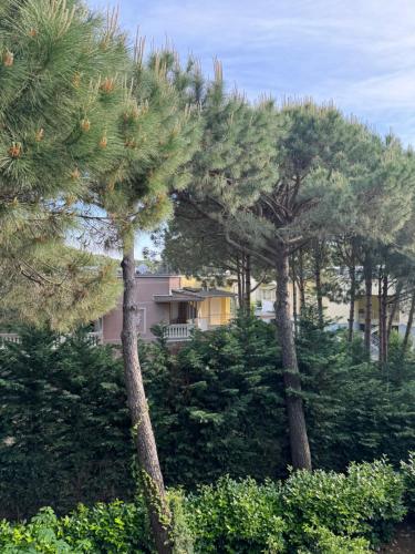 a group of pine trees with a house in the background at Apartament Gjiri i Lalëzit in Durrës