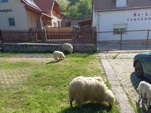 a group of sheep grazing in the grass in a yard at Bé-La Vendégház in Szomolya