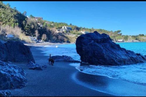 a dog walking on a beach near some rocks at Casa vista mare in San Nicola Arcella