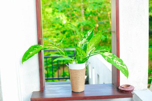a plant sitting on a table on a porch at Charming dark lodge in river in Weligama