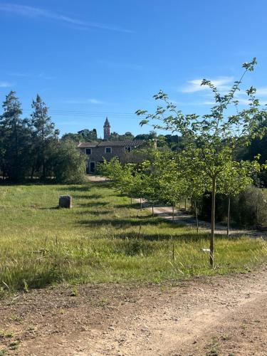 un arbre dans un champ avec un bâtiment en arrière-plan dans l'établissement Finca aigua, à Sencelles