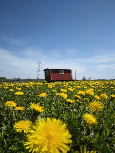 a red barn in a field of yellow flowers at Gula Vagnen på en äng i lantlig miljö in Hörby