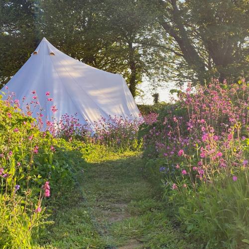 a white tent in a field of flowers at Foxglove Field Glamping in Perranuthnoe