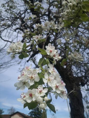 a bunch of white flowers on a tree at Casa il Grappolo in Momo