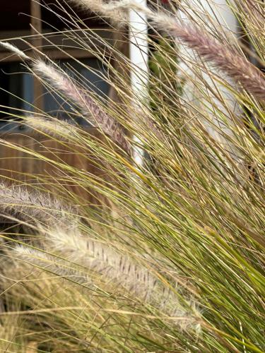 a close up of some tall grass at Sharksproperties Apartment in Mindelo