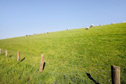 a fence on top of a grassy hill with animals at Hoern 2 in Nordstrand