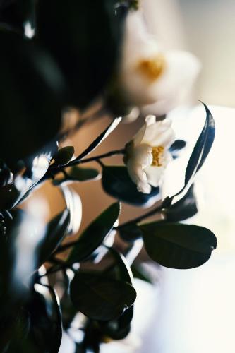 a plant with white flowers and green leaves at Tsubakikan in Aomori