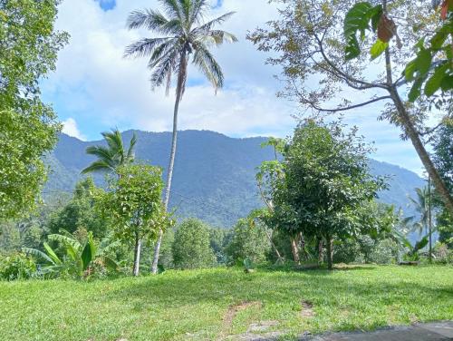 een veld met palmbomen en bergen op de achtergrond bij Jepun Homestay Lemukih in Singaraja