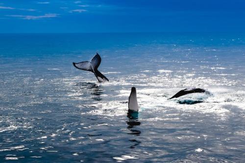 two dolphins jumping in the water in the ocean at Vila Paus Dua - Beachfront Hervey Bay in Hervey Bay