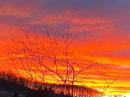 a tree with a sunset in the background at Sonnenhof, Ferienwohnung auf Reitanlage in Albstadt