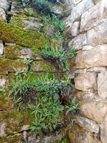 a stone wall with green plants on it at Bed and Breakfast Nicole Ponti in Ponti