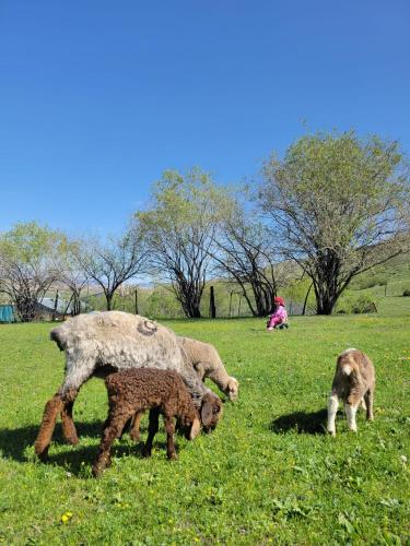 three sheep and a dog grazing in a field at Kausar house in Karabulak