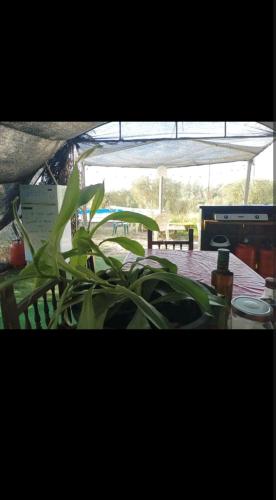 a plant sitting next to a table in a tent at Tienda acogedora con piscina "Amantes de la naturaleza" 1 in Almonte
