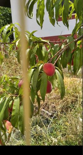 a close up of a tree with fruits on it at Tienda acogedora con piscina "Amantes de la naturaleza" 1 in Almonte