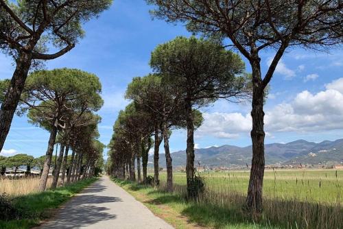 eine Straße mit Bäumen an der Seite eines Feldes in der Unterkunft La Perla di Luni Mare Casa Vacanze in Fiumaretta di Ameglia