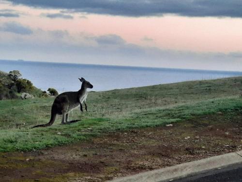 a kangaroo standing on a field with the ocean in the background at The Darling Of Marina - A Hilltop And Sea Getaway in Wirrina Cove