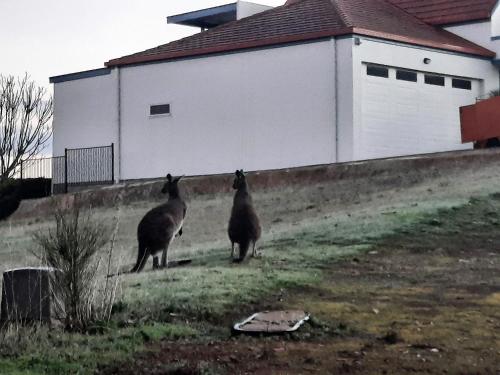 two animals standing in a field next to a building at The Darling Of Marina - A Hilltop And Sea Getaway in Wirrina Cove
