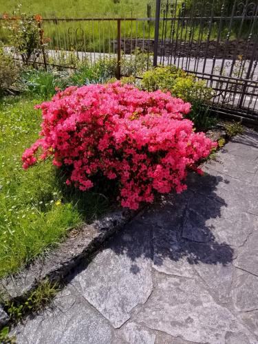 a bunch of pink flowers in a garden at Casa Lino in Premia